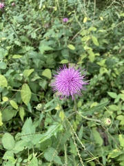 Cirsium japonicum