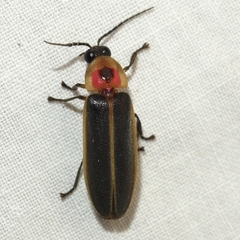 Photinus