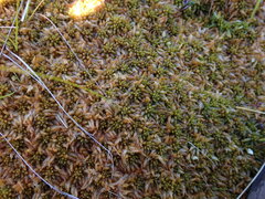Sphagnum austinii