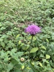 Cirsium japonicum