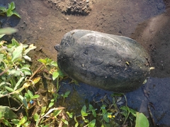 Kinosternon integrum