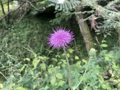 Cirsium japonicum