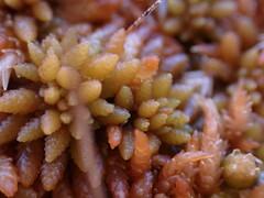 Sphagnum austinii