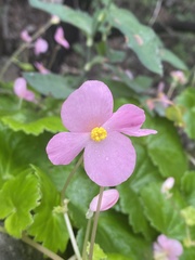 Begonia uniflora
