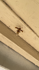 Polistes major major