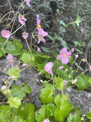 Begonia uniflora