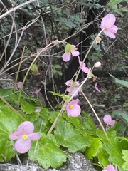 Begonia uniflora