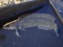 Acanthoclinus fuscus