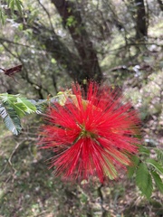 Calliandra tweediei