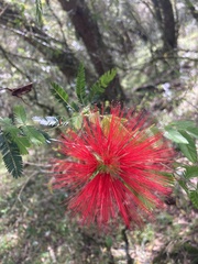 Calliandra tweediei