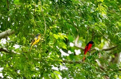 Pericrocotus speciosus