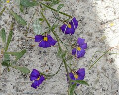 Scaevola phlebopetala