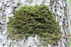 Porella platyphylla