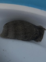 Bulla occidentalis
