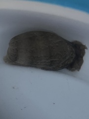 Bulla occidentalis