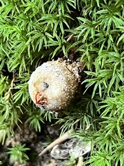 Calostoma ravenelii