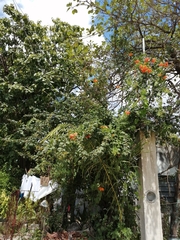 Pseudogynoxys chenopodioides