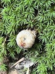 Calostoma ravenelii