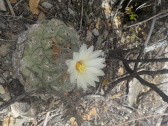 Strombocactus disciformis disciformis