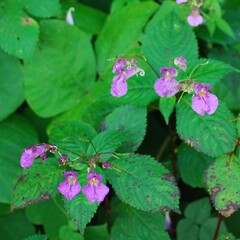 Impatiens textorii