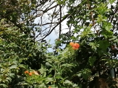 Pseudogynoxys chenopodioides