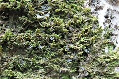 Porella platyphylla