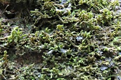 Porella platyphylla