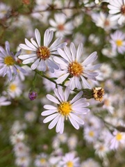 Symphyotrichum dumosum
