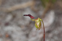 Caleana nigrita