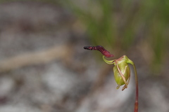 Caleana nigrita