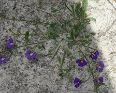 Scaevola phlebopetala