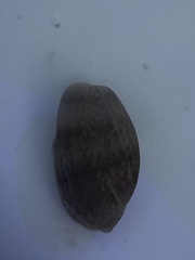 Bulla occidentalis