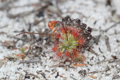 Drosera micrantha