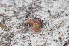 Drosera micrantha