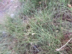 Fimbristylis