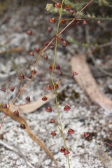 Drosera macrantha