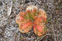 Drosera collina