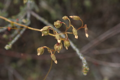 Drosera macrantha
