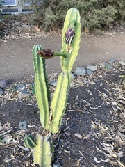 Cereus hexagonus