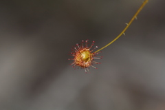 Drosera macrantha