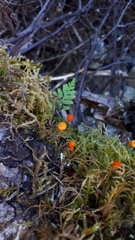 Mycena strobilinoidea