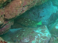 Epinephelus labriformis