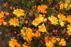 Hibbertia stellaris
