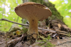 Polyporus