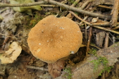Polyporus