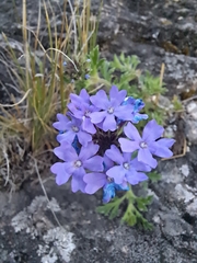 Glandularia mendocina