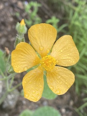 Allowissadula holosericea