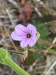 Erodium botrys