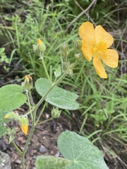 Allowissadula holosericea