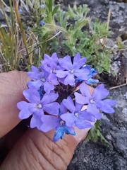 Glandularia mendocina